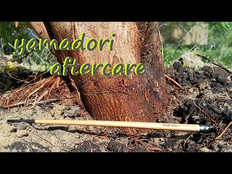 How to Collect and Care for Japanese Maple Yamadori