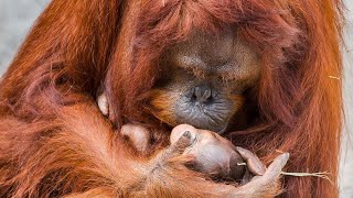 Mama Orangutan Can