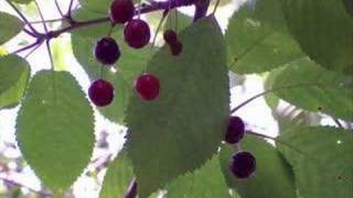 La Moro - Aroma del camino