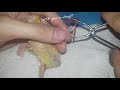 Fixing splayed legs of an african lovebird chick