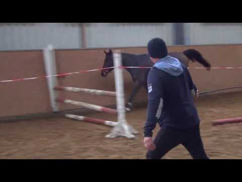 Chetlag x Chacco Blue DSP gelding * 2014 sold