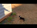 Barney Meets The Shadow Creature