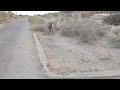 Donkey First Mating Big Donkey Vs Small Donkey Mating Process