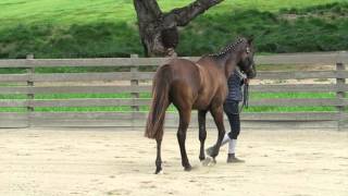 32 20 Blues Trufffle 2