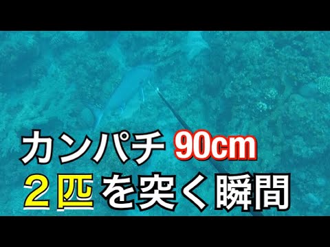 【魚突き】大迫力！巨大カンパチ2匹を突く！【解説実況付き】《小笠原諸島》