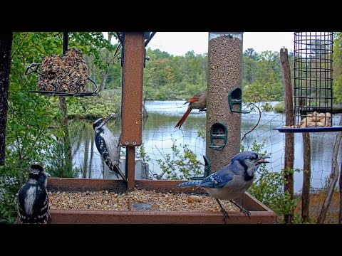 Hairy Woodpeckers, Cardinals, & Mourning Doves Have Lunch At Cornell Feeders – May 22, 2025