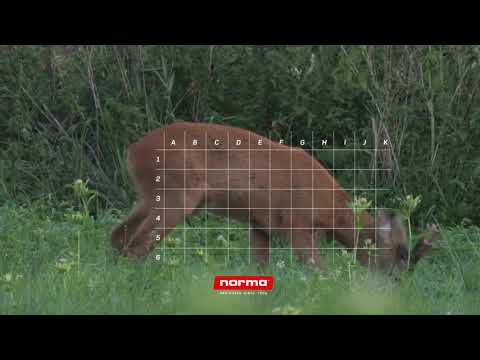Place your shot: Roe buck