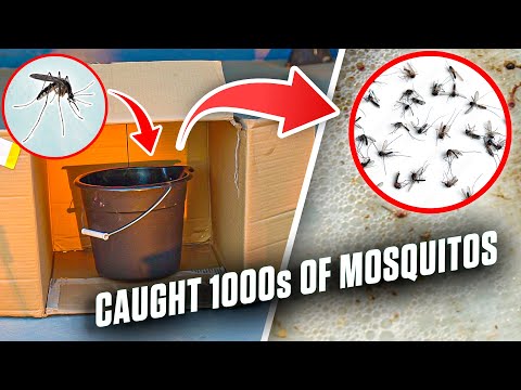 This Mosquito Trap Catches 1000s of Mosquitoes