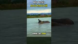 Why Buffalo Are So Hard to Kill