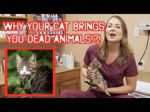 Why Does your Cat Bring you DEAD ANIMALS? | Explained by a Veterinarian