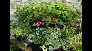 preview picture of video 'Preparing a multi layer Hanging Basket Demo No3'