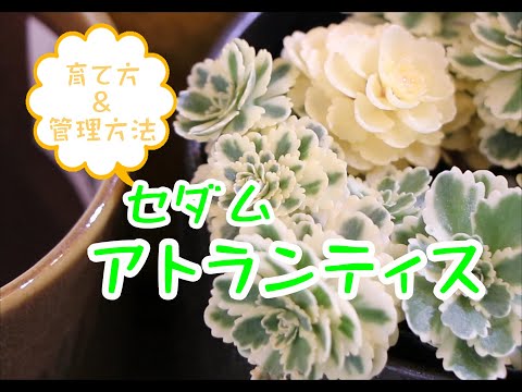 セダムの育て方: 庭を鮮やかに彩る、メンテナンス不要の屋外用多肉植物  庭園
