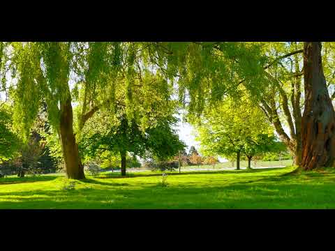 Jack Jezzro - Best of Jack Jezzro [Full Album 2K Visualizer]