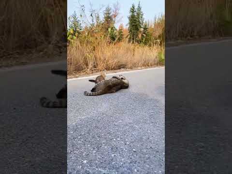 Road Showdown: Cat vs Weasel — The Ultimate Stare Battle!” 😼🌀#CatVsWeasel #AnimalShowdown #Wild