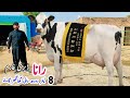 Rana Dairy Farm Australian Friesian Cross Cows For Sale In Punjab Sargodha 9 December 2025