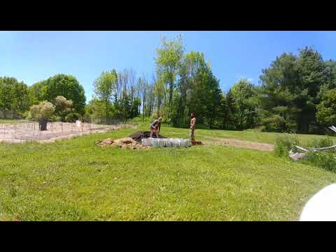 Tomato Plants My First Bonsai May 2020