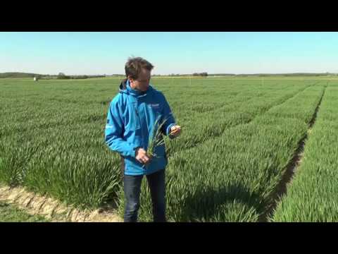BASF Online-Feldtag in Hüttendorf – aktuelle Empfehlungen in der Wintergerste