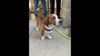 Video preview image #1 Basset Hound-Unknown Mix Puppy For Sale in Deepwater, NJ, USA