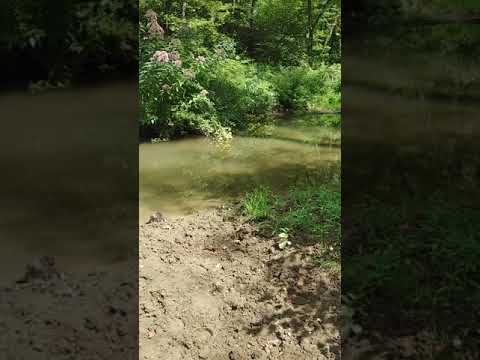 Not sure if Dyrt has a way for us to add captions within the app for videos. Just in case " It is probably the deepest creek crossing so far and the muddiest. It is right next to campsite 1.  This campsite is tucked back and this is the main trail"