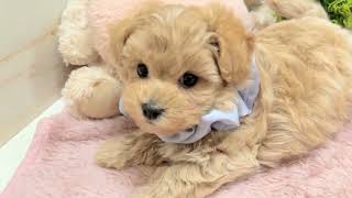 ハーフ犬の動画01