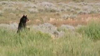 Exposed on the Flats | Big Sky Bears | BBC Earth