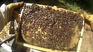 A day full of Bees