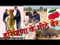 हरियाणा के मीठे बेर खाकर हुए पागल अगर �