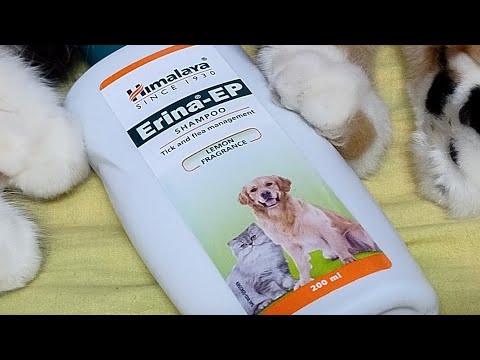 #liya #attack #attacked #himalaya #cat #kitten #erina