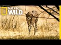 A Cheetah S Desperate Move Lion Kingdom