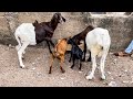 A Beautiful Morning On The Farm Which Of My Huda Sheep Will Be The First To Give Birth Ep36