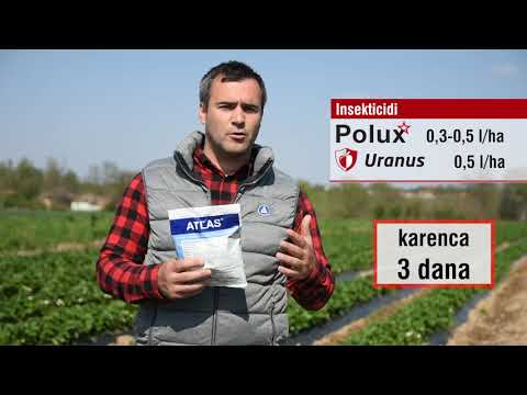 Galenika Fitofarmacija - ZAŠTITA JAGODE