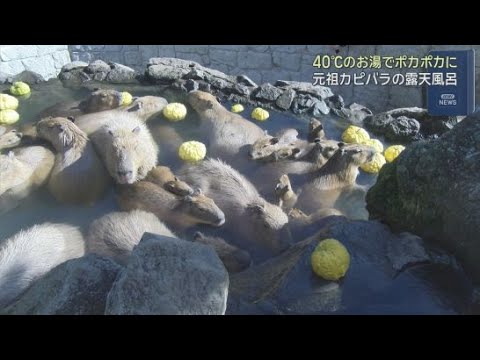 YouTube Video 冬の風物詩「元祖カピバラの露天風呂」が静岡・伊東市の伊豆シャボテン動物公園で始まる