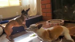 Video preview image #1 Chihuahua-Unknown Mix Puppy For Sale in Temecula, CA, USA