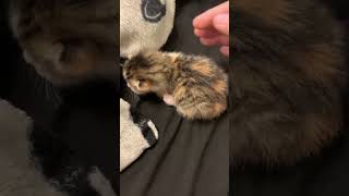 #猫 #猫の日常 #可愛い猫 #おもしろ猫 #初心者飼い主