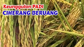 Download lagu The Advantages of Ciherang Beruang Rice with Abundant Harvests mp3