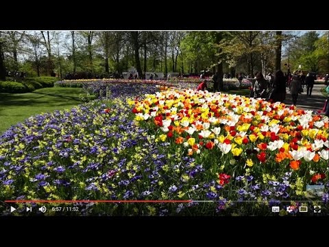 Niederlande -  Keukenhof - Tulpenfelder