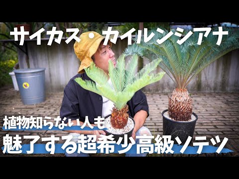 園芸 巨大なクワンゴソテツ、ローレンスエンセファラルトス