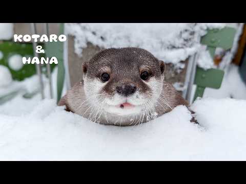 youtube-動物記事1970/01/01 09:00:00