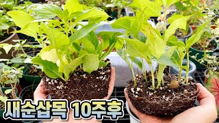 수국 새순삽목 10주 후!! 수국 단기간에 대품으로 키우기!!