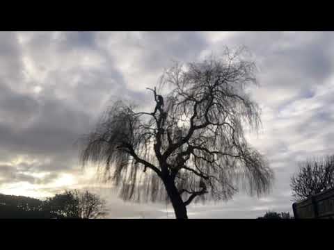 Branching Out - Tree Work & Hedge Cutting video.