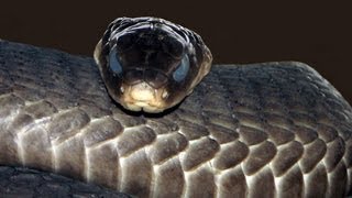 3 Most Deadly Snakes in the World | Pet Snakes