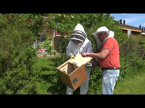 Att fånga en bisvärm