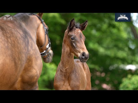 Hengstfohlen v. Valdiviani - Fürst Fohlenhof - Sandro Classic