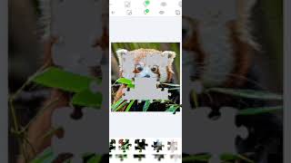 Cute Animal 😍 Jigsaw Puzzle #shorts