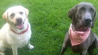Ava & Otis legging it Labrador & Blue Weimaraner.