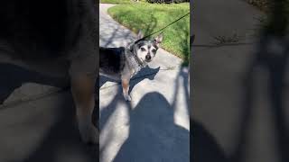 Video preview image #1 Chihuahua-Unknown Mix Puppy For Sale in Corona, CA, USA