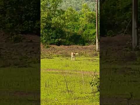 dog brocken heart'♥️😅😅