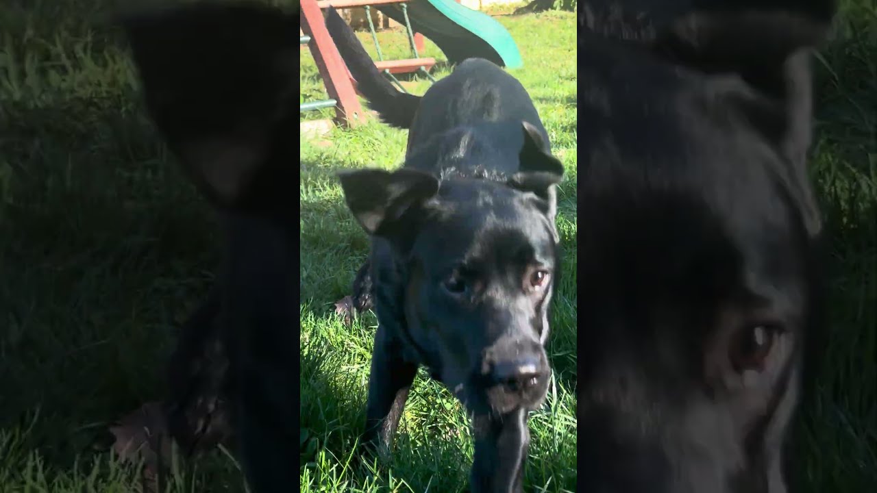 Enlarge Sunshine, a Adoptable Labrador Retriever in Warrington, PA video 5/5
