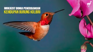 Download lagu Burung Kolibri: Mukjizat Dunia Penerbangan, Hewan Mini dengan Teknologi Alami Super Canggih mp3 Download lagu Burung Kolibri: Mukjizat Dunia Penerbangan, Hewan Mini dengan Teknologi Alami Super Canggih mp3