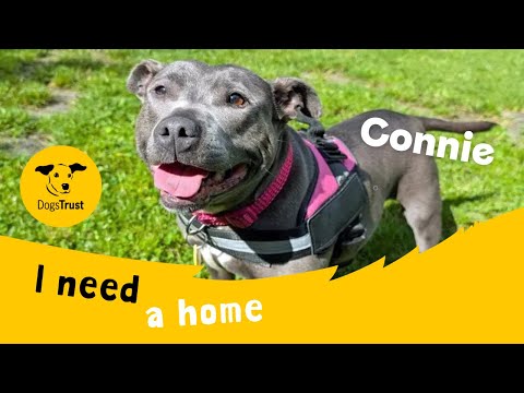 Connie for sale in Liverpool, Merseyside